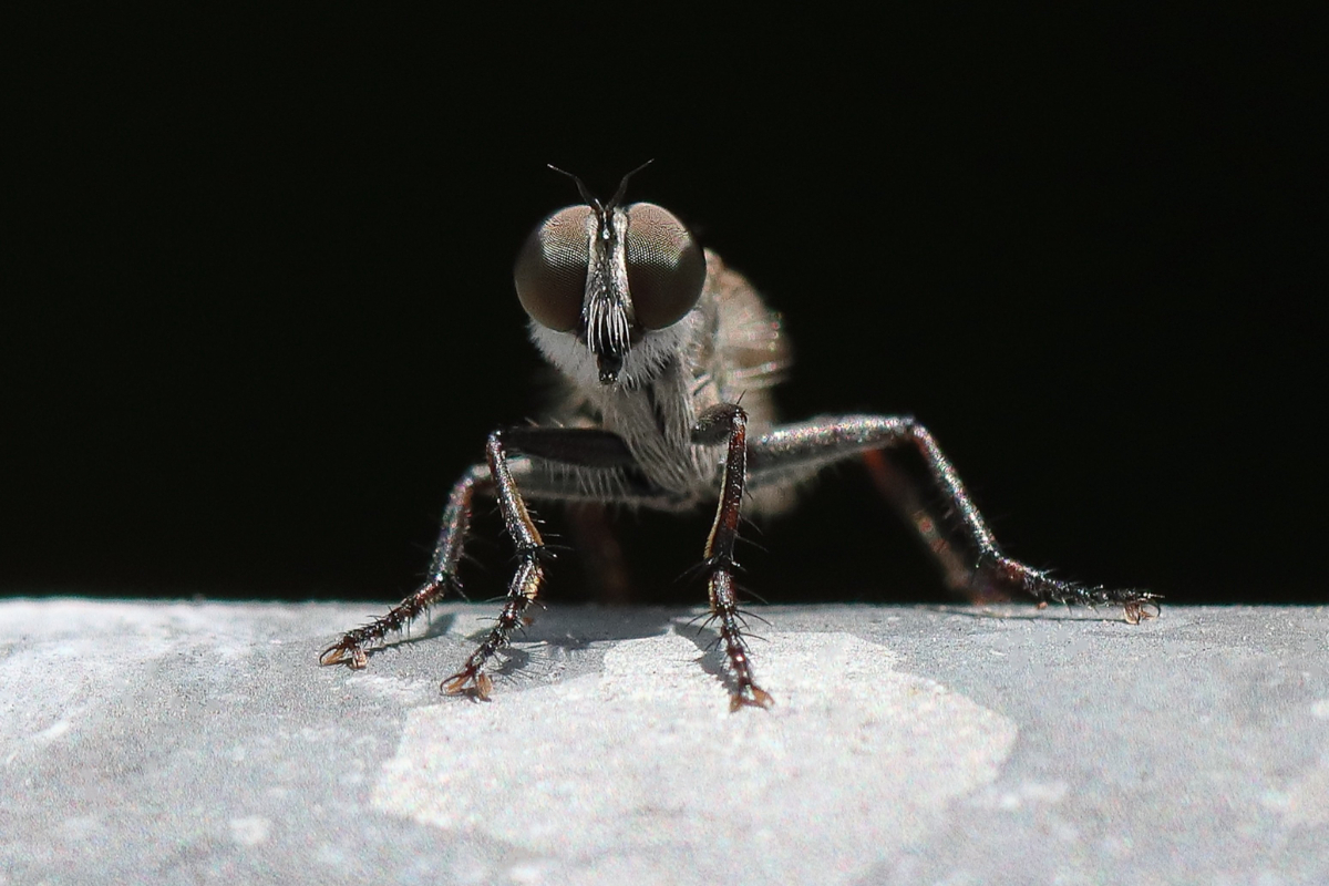 Why The Fly is a Pest Why The Fly is a Pest